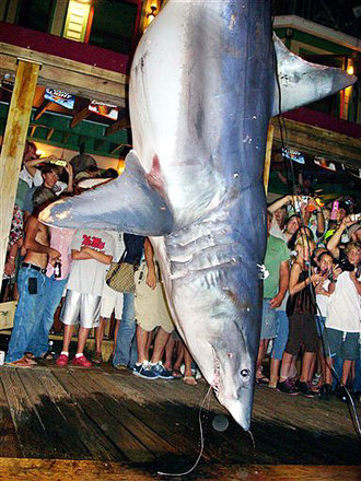 bigsharkjpg DESTIN USA Six anglers snag the catch of a lifetime 